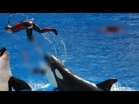 has killer whale ever attack human